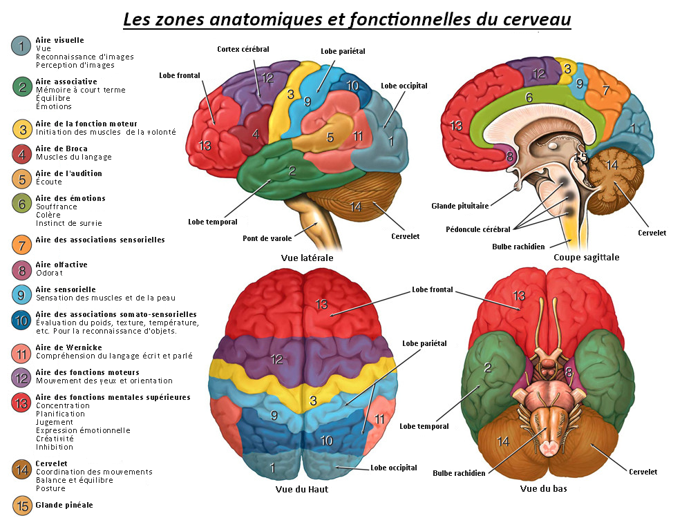 Les fonctions du cerveau