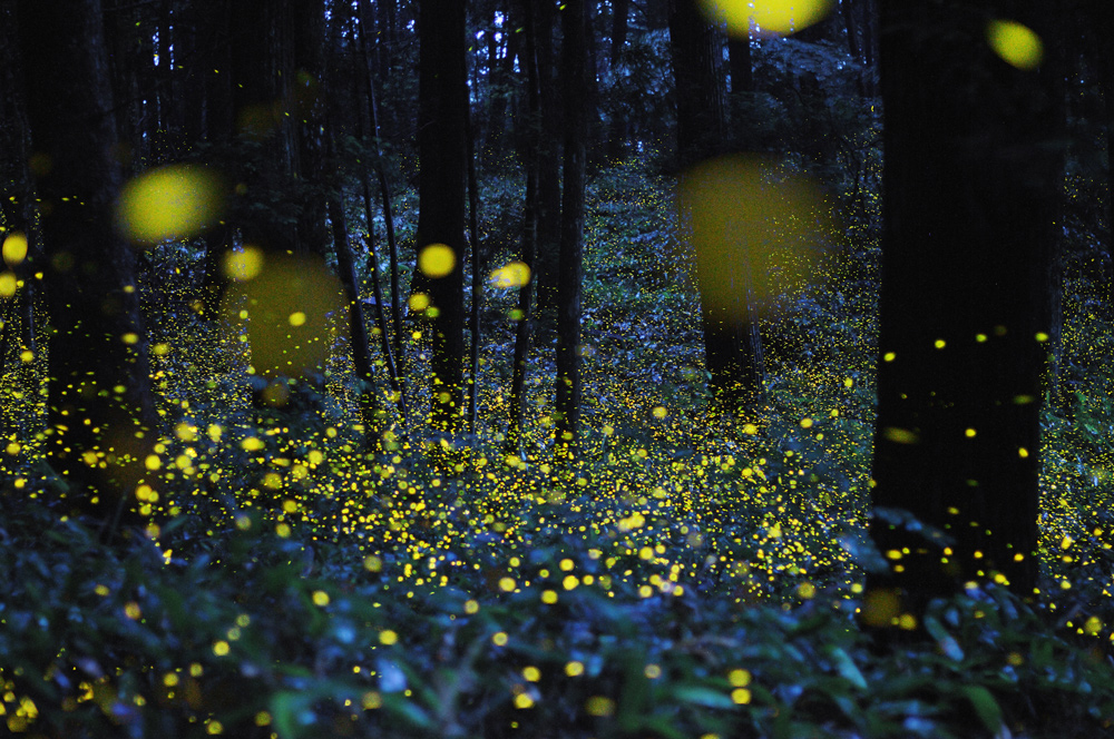Une forêt sombre pleine de lucioles lumineuses